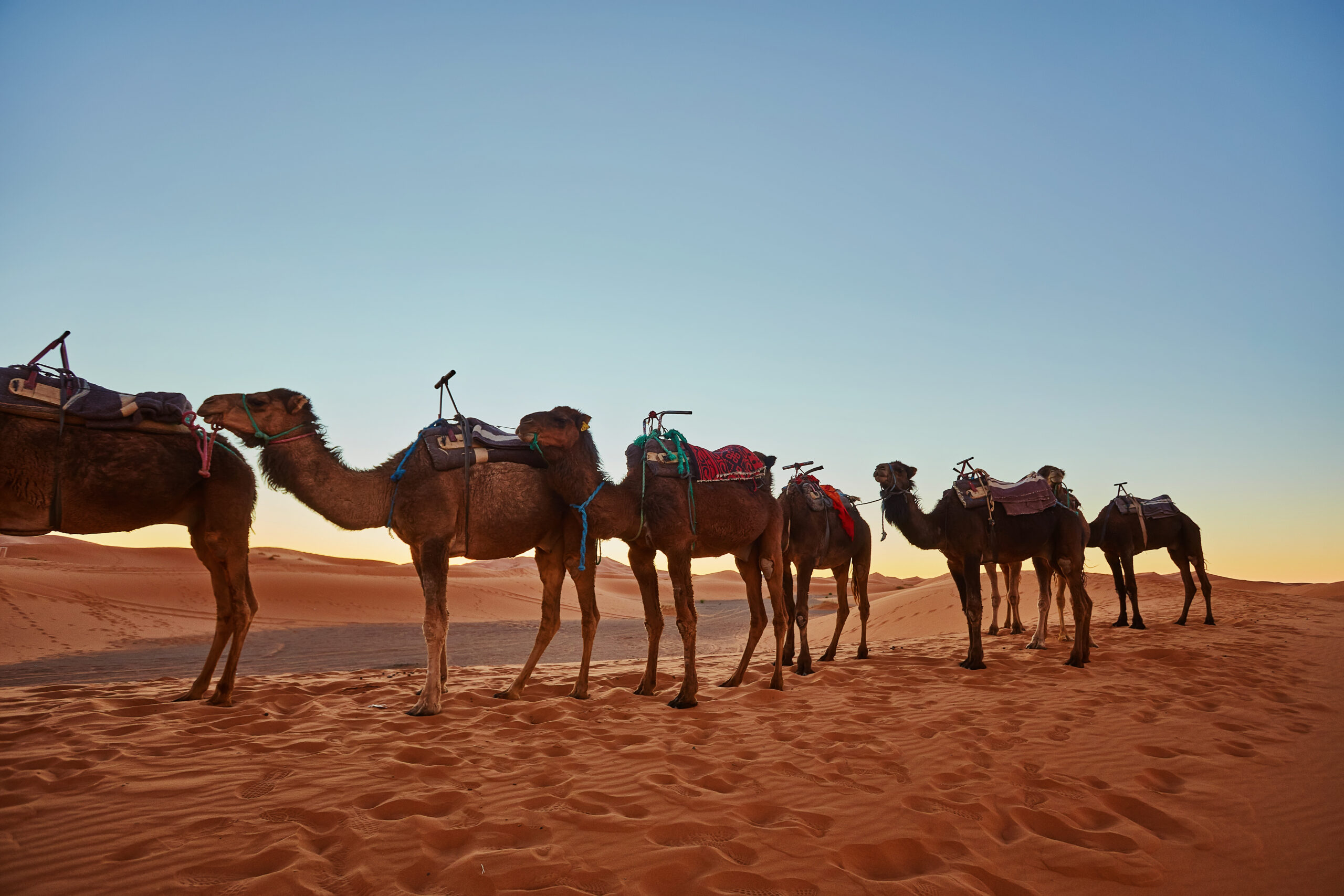 Camel caravan going through the sand dunes in the Sahara Desert, Morocco.